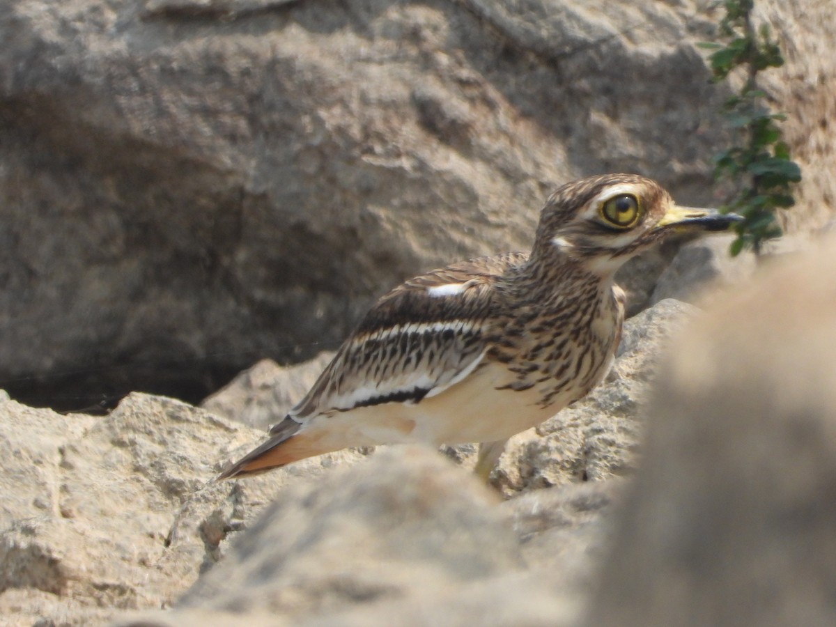 Indian Thick-knee - ML647674292