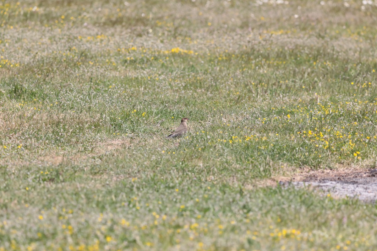 Collared Pratincole - ML647674297
