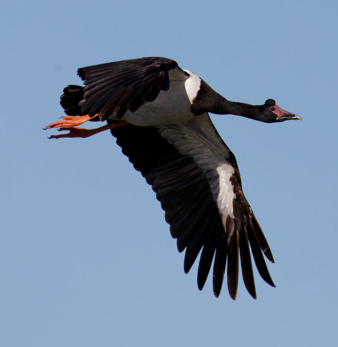 Magpie Goose - ML647674298