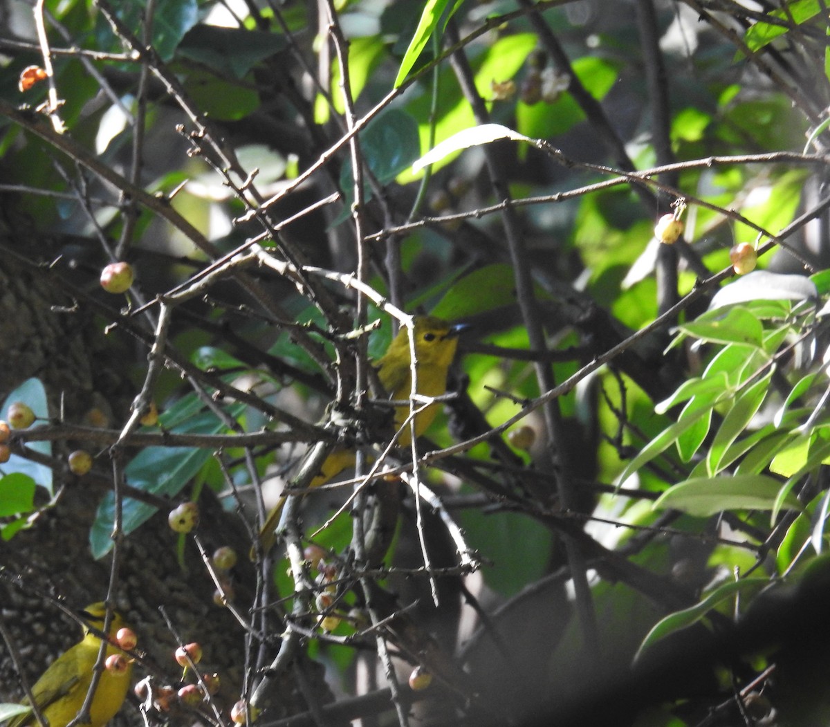 Yellow-browed Bulbul - ML647674299