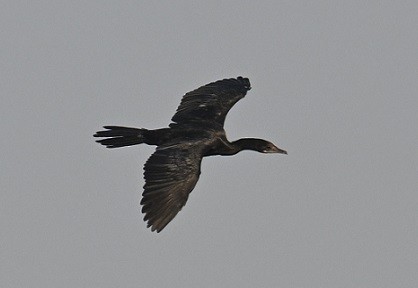 Little Cormorant - ML647674301
