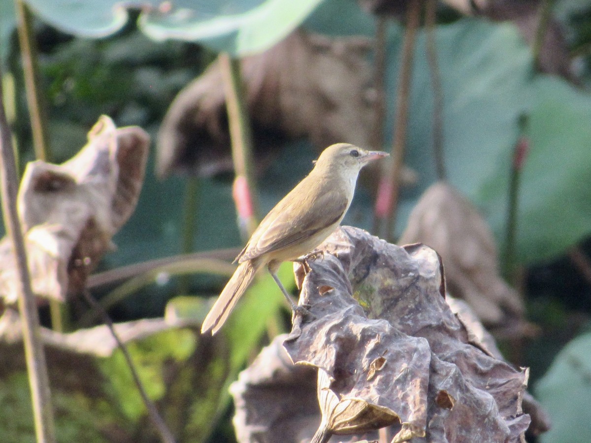 Oriental Reed Warbler - ML647674302