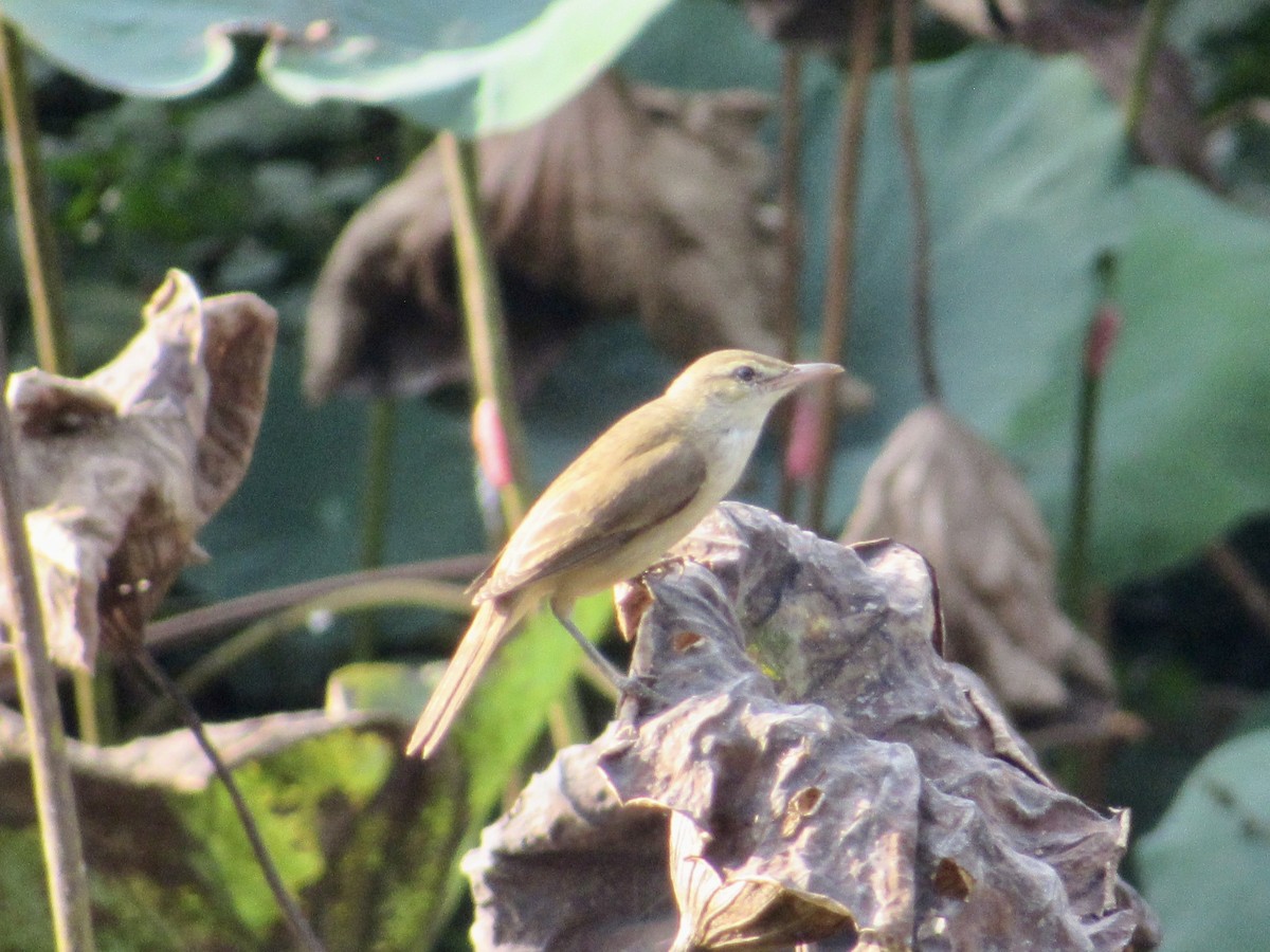 Oriental Reed Warbler - ML647674303