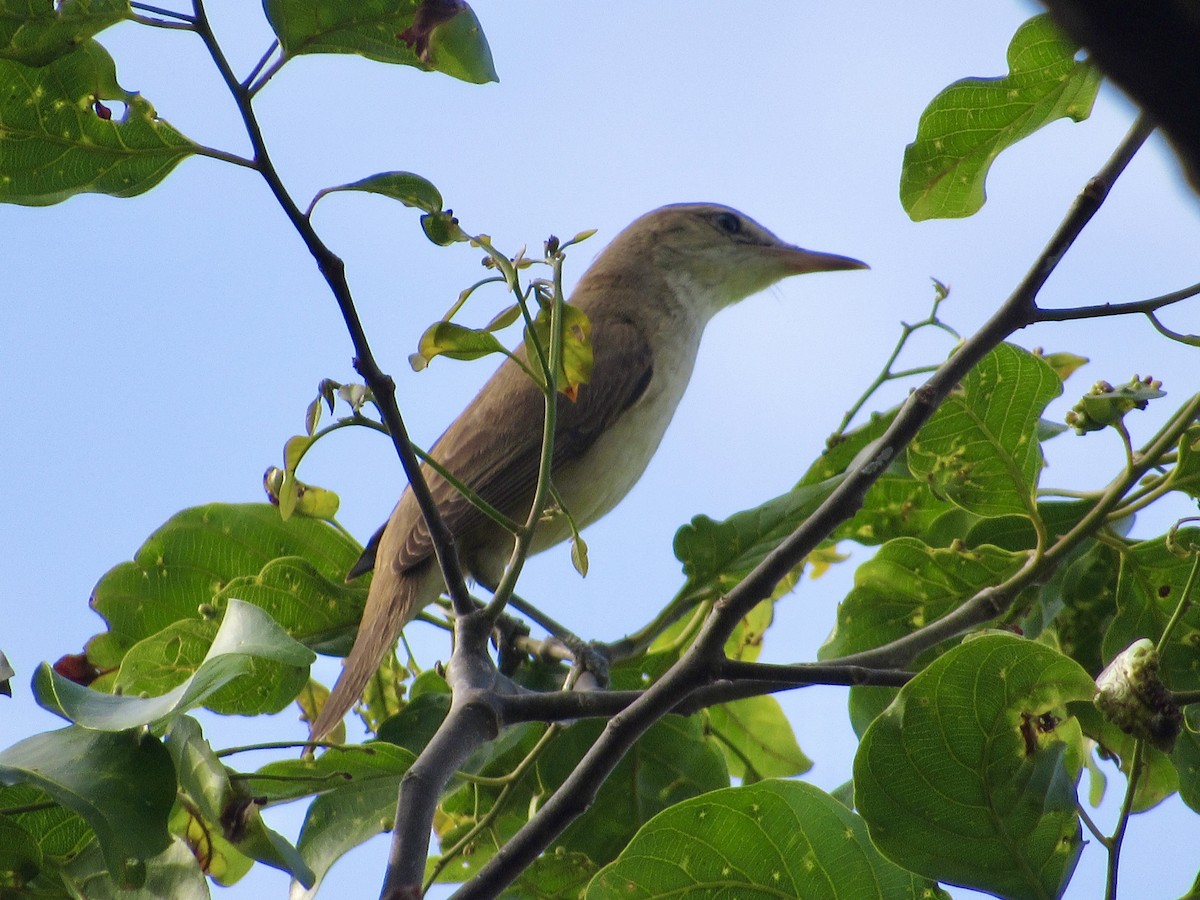 Oriental Reed Warbler - ML647674304