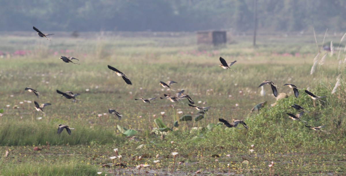 Bronze-winged Jacana - ML647674305