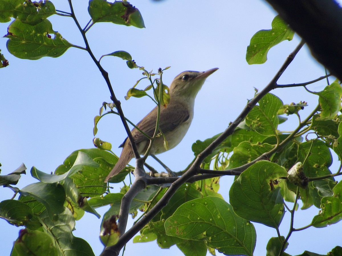 Oriental Reed Warbler - ML647674306