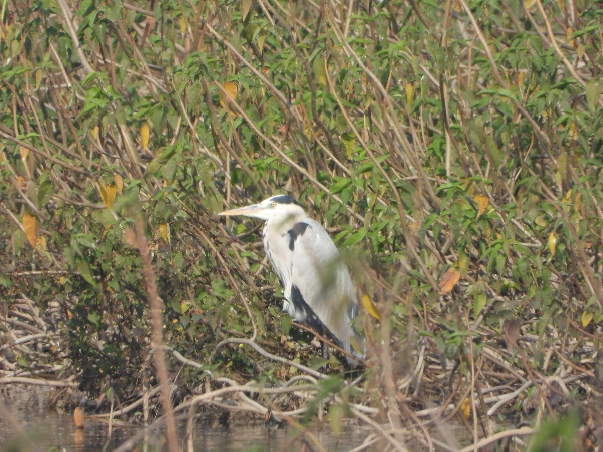 Gray Heron - ML647674308