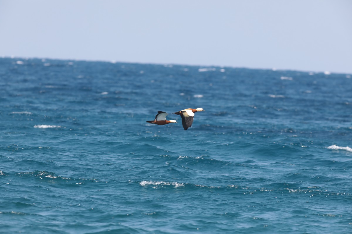 Ruddy Shelduck - ML647674310