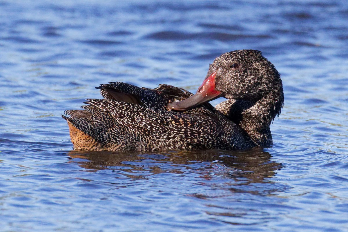 Freckled Duck - ML647674311