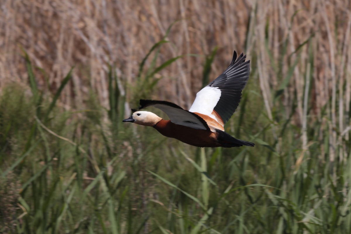 Ruddy Shelduck - ML647674312
