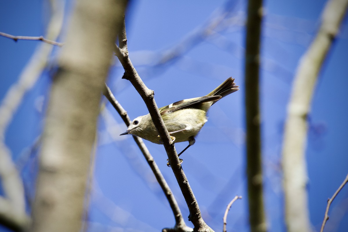 Goldcrest - ML647674313