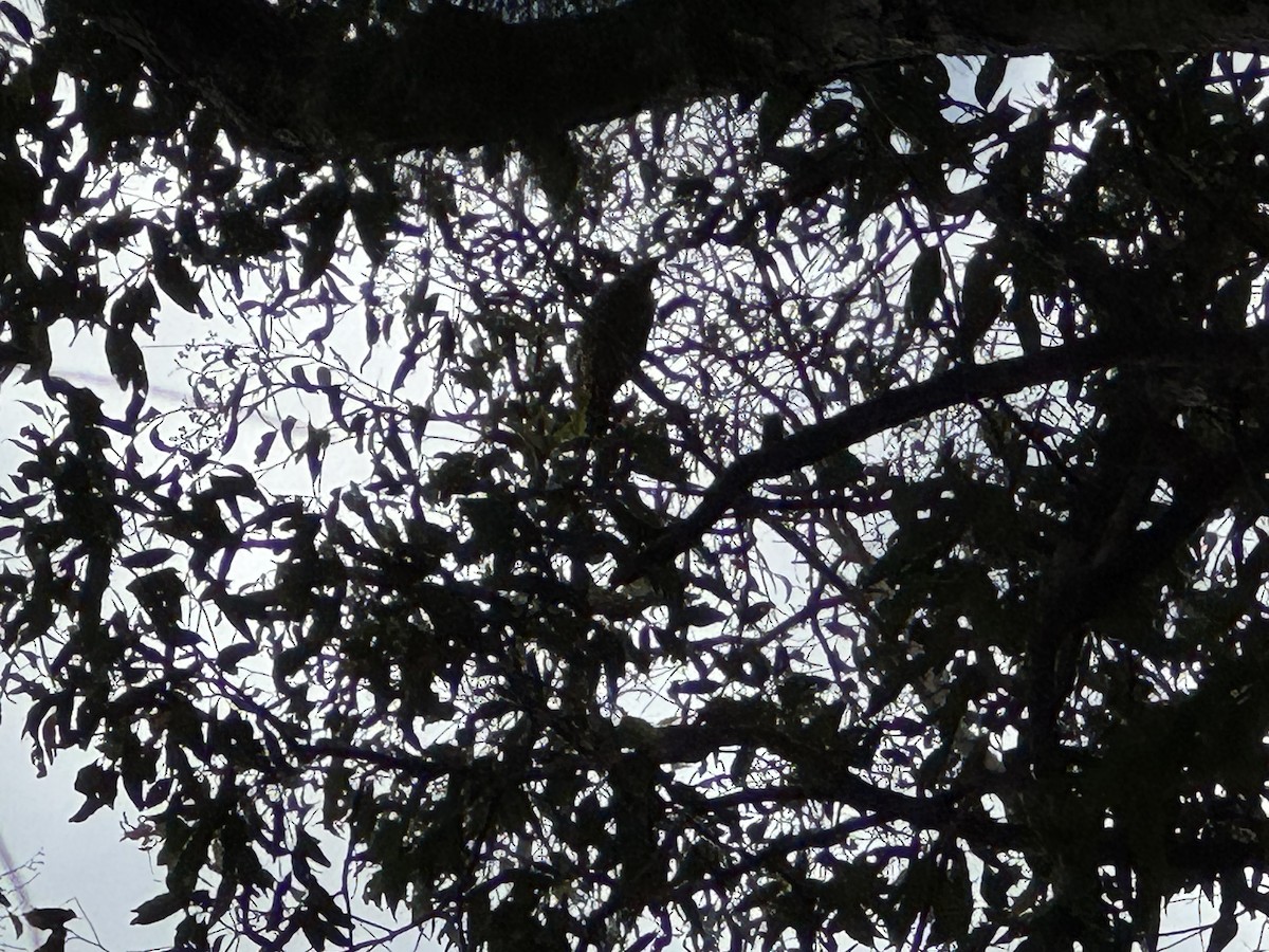 Green Catbird - ML647674314