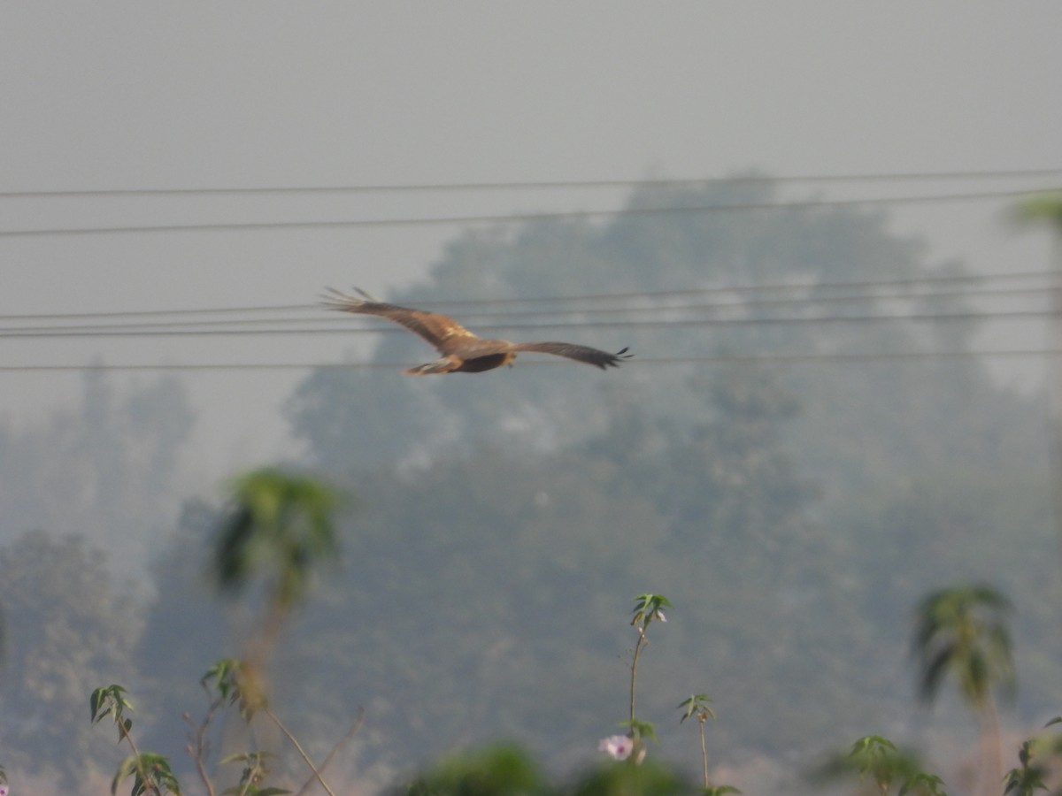 Western Marsh Harrier - ML647674320
