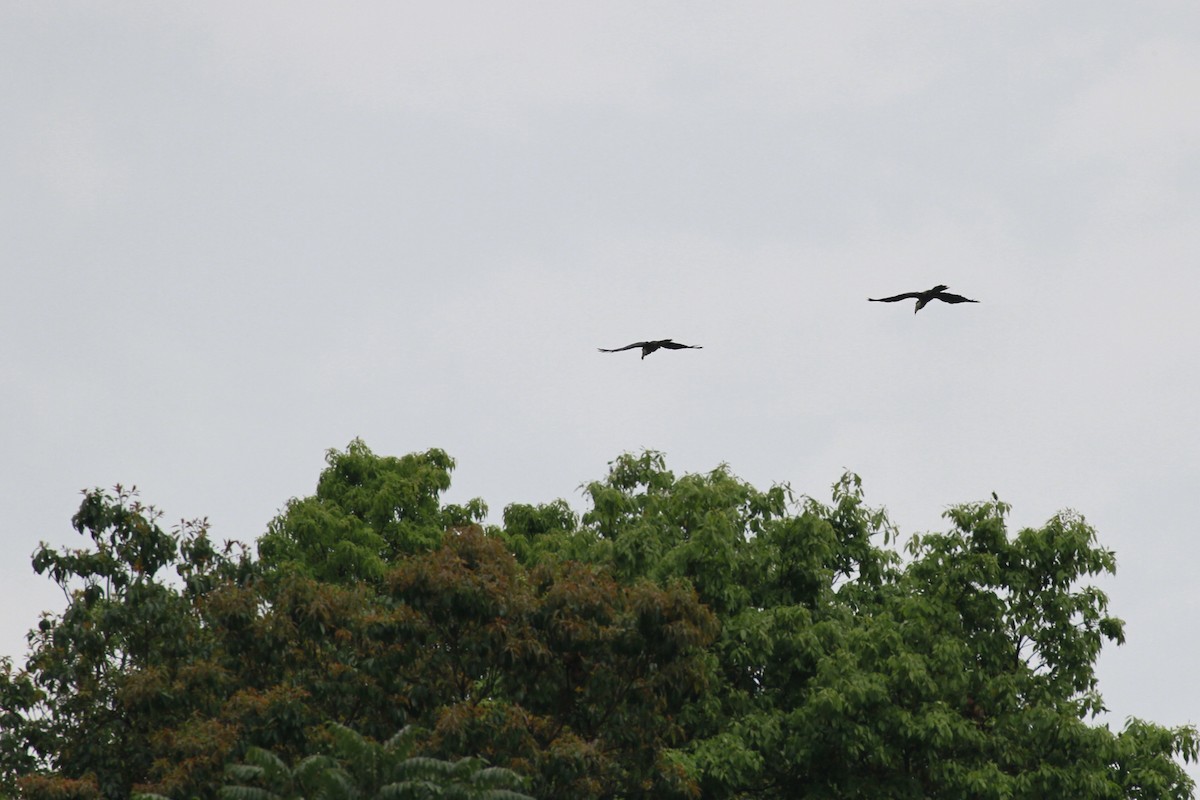 Brown Hornbill - ML647674321