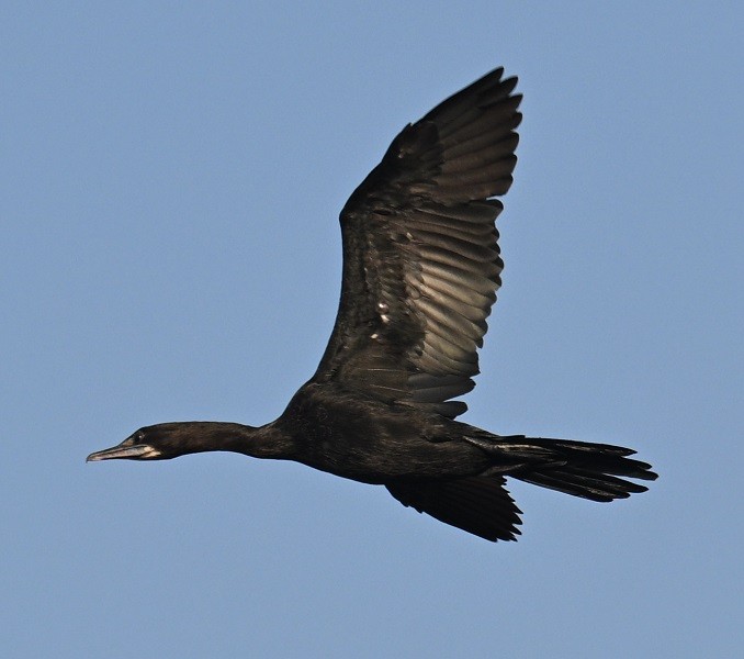 Little Cormorant - ML647674322