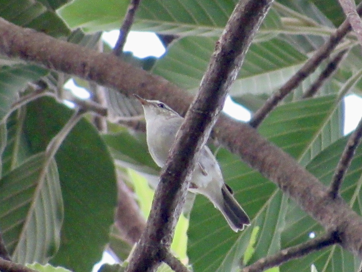 Yellow-browed Warbler - ML647674323
