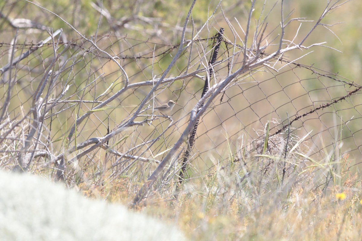 Eastern Olivaceous Warbler - ML647674324