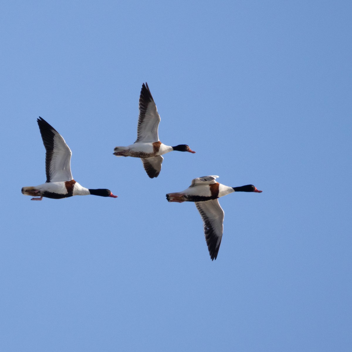 Common Shelduck - ML647674325