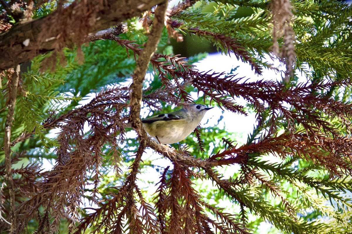 Goldcrest - ML647674326