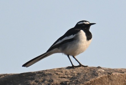 Lavandera India - ML647674340