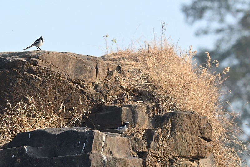 Lavandera India - ML647674347