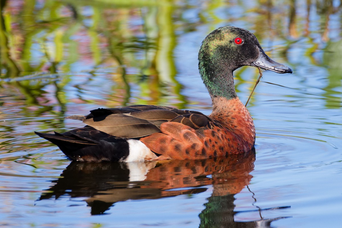 Чирянка австралійська - ML647674351