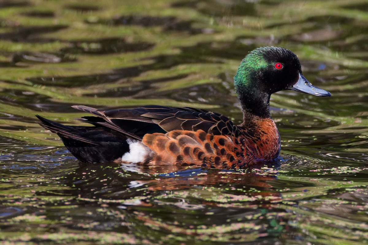 Чирянка австралійська - ML647674353