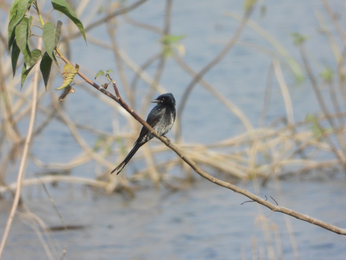 Дронго чорний - ML647674375