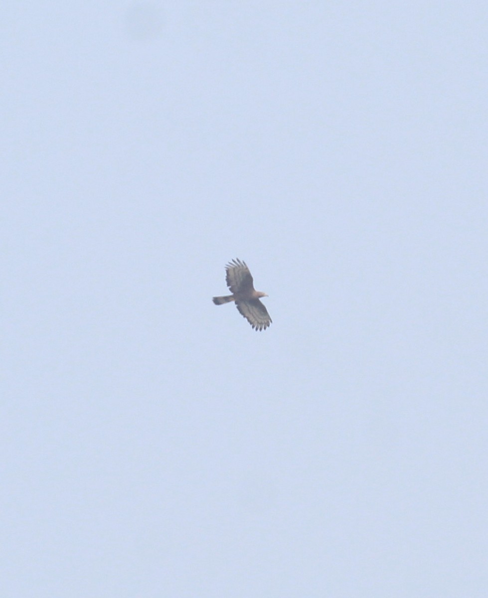 Осоїд чубатий - ML647674380