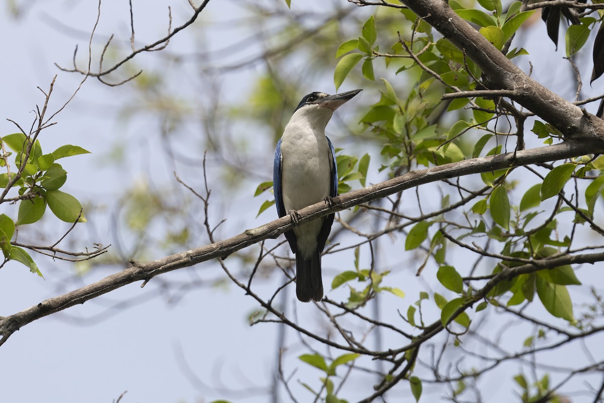 Альціон білошиїй - ML647674382