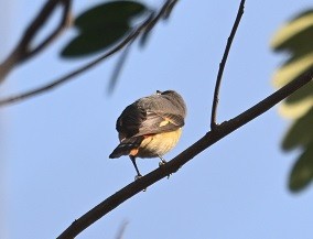 Личинкоїд малий - ML647674383