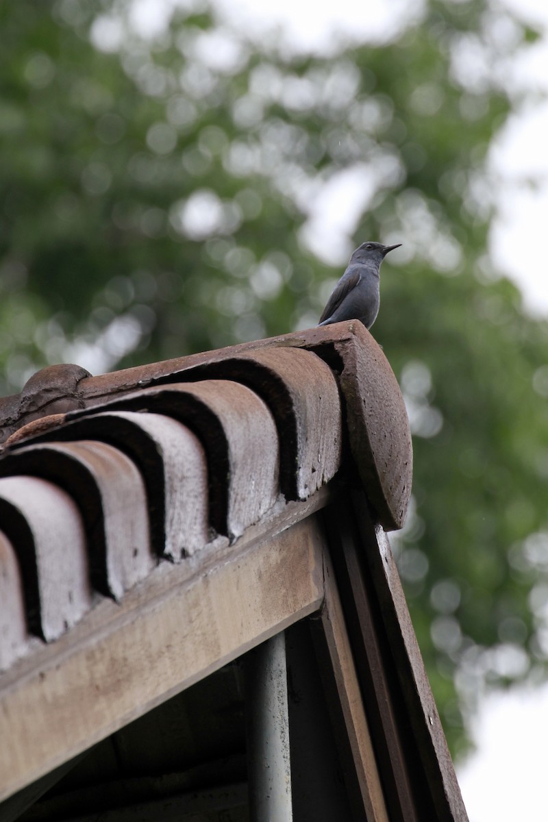 Скеляр синій - ML647674384