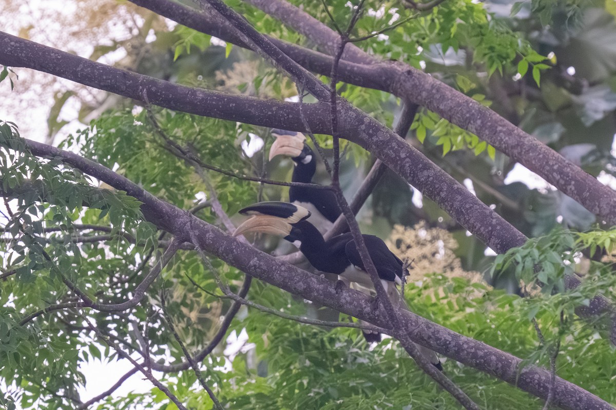 Птах-носоріг індійський - ML647674385