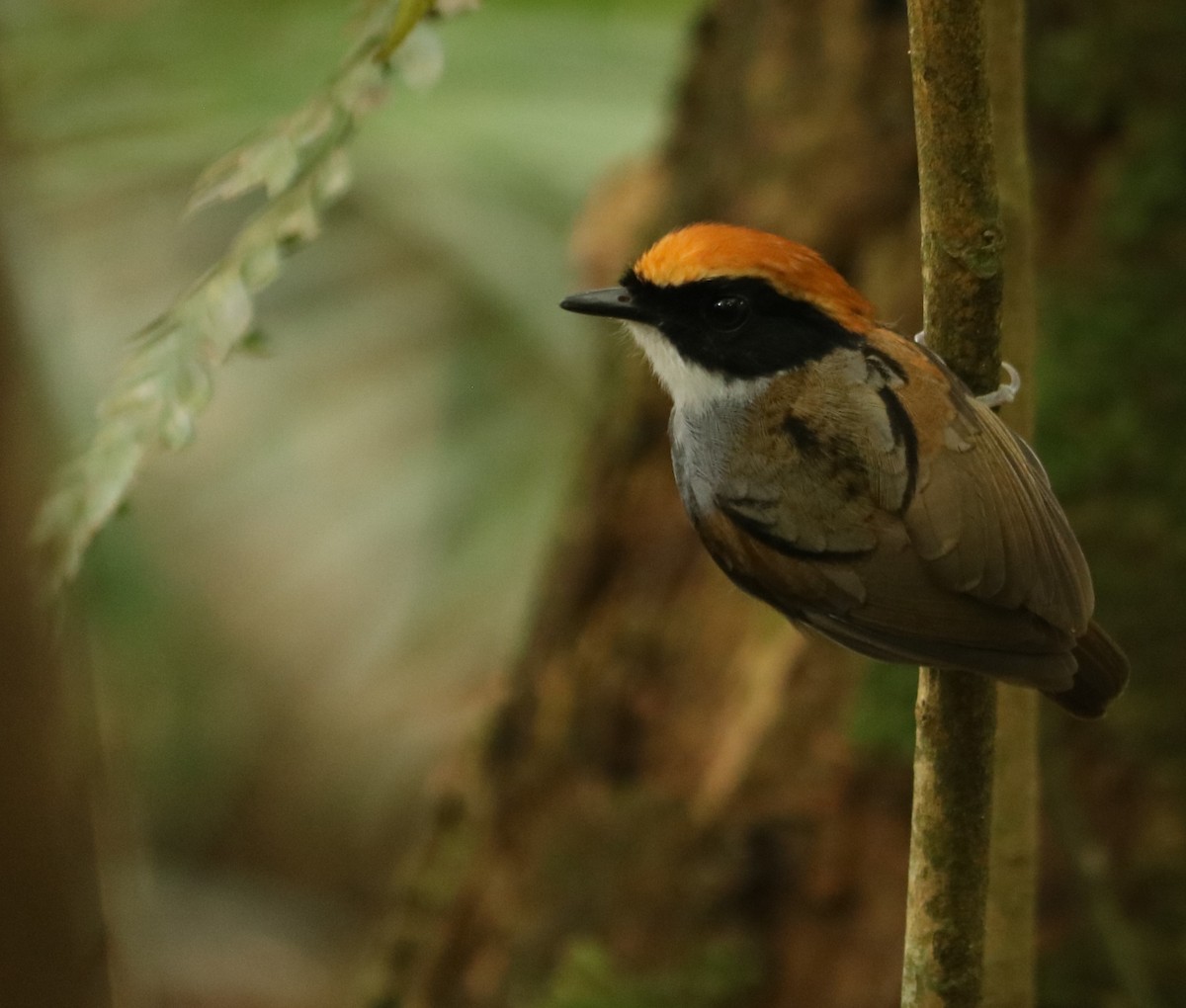 Гусеницеїд чорнощокий - ML647674386