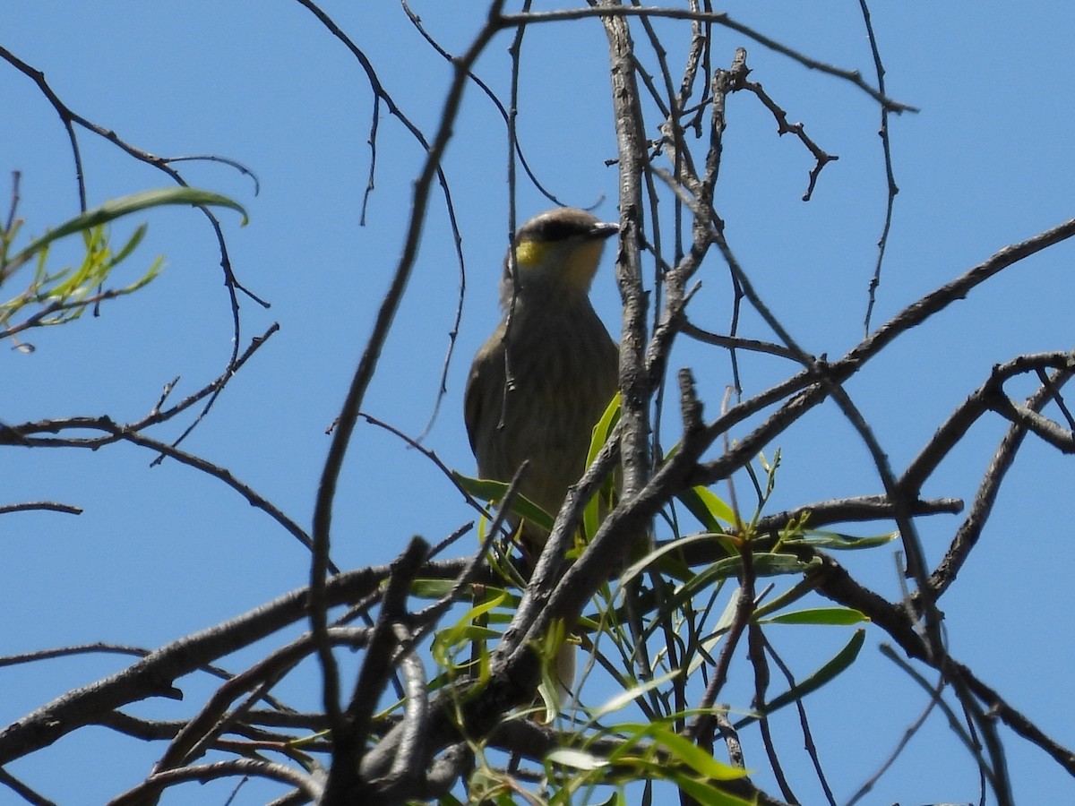 Медник жовтокрилий - ML647674387