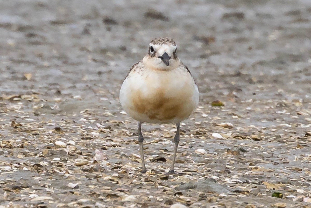 Пісочник маорійський - ML647674388