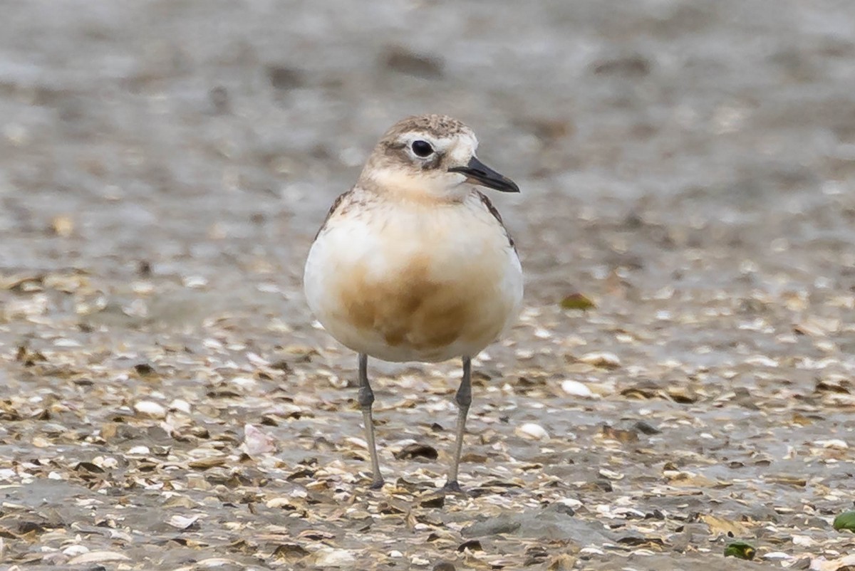 Пісочник маорійський - ML647674389