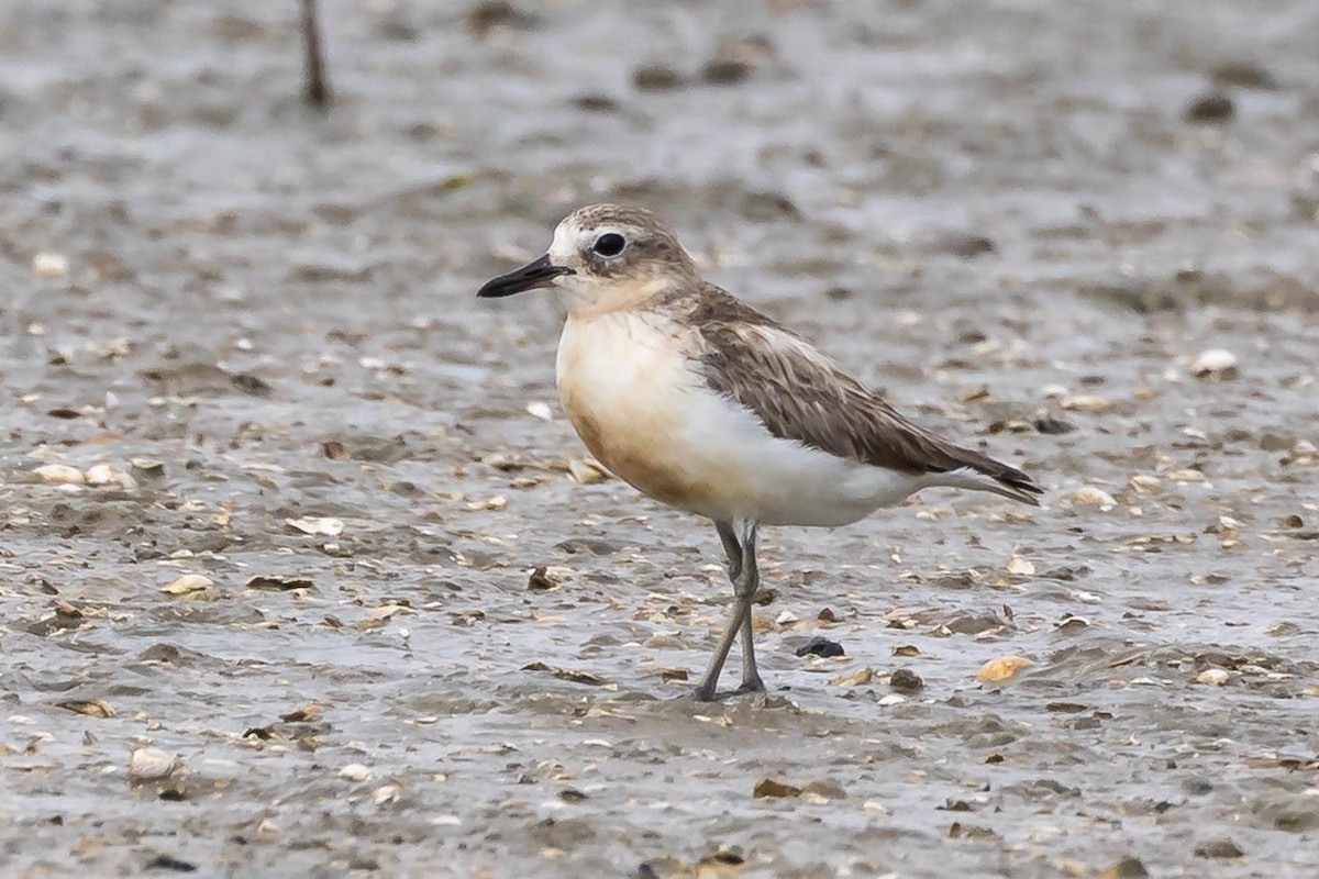 Пісочник маорійський - ML647674390