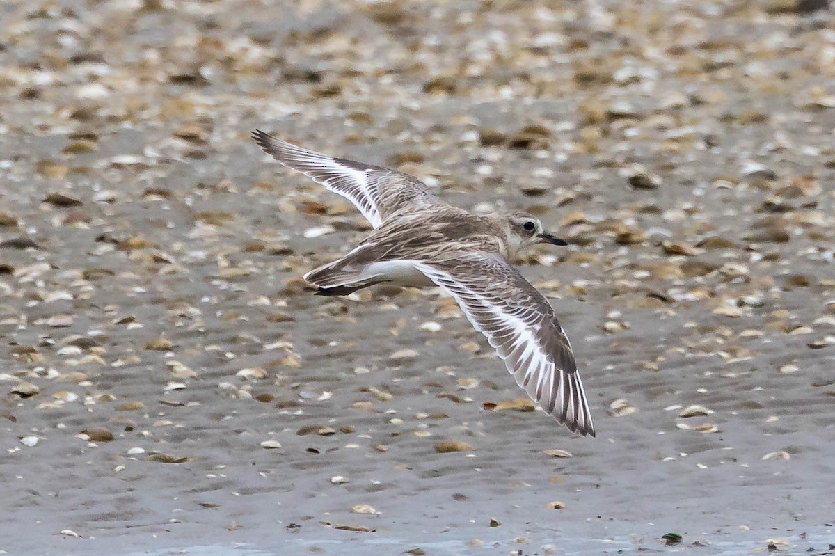 Пісочник маорійський - ML647674391