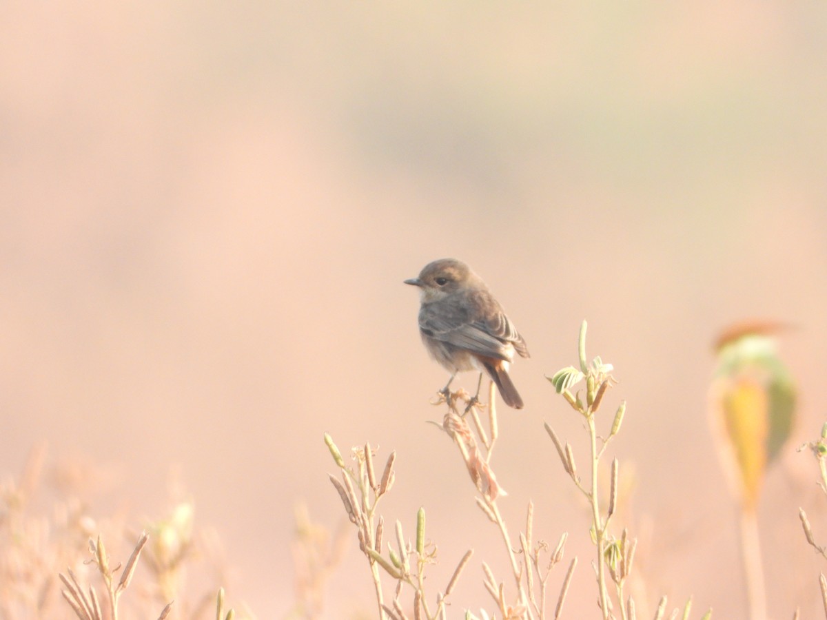 Трав'янка чорна - ML647674392