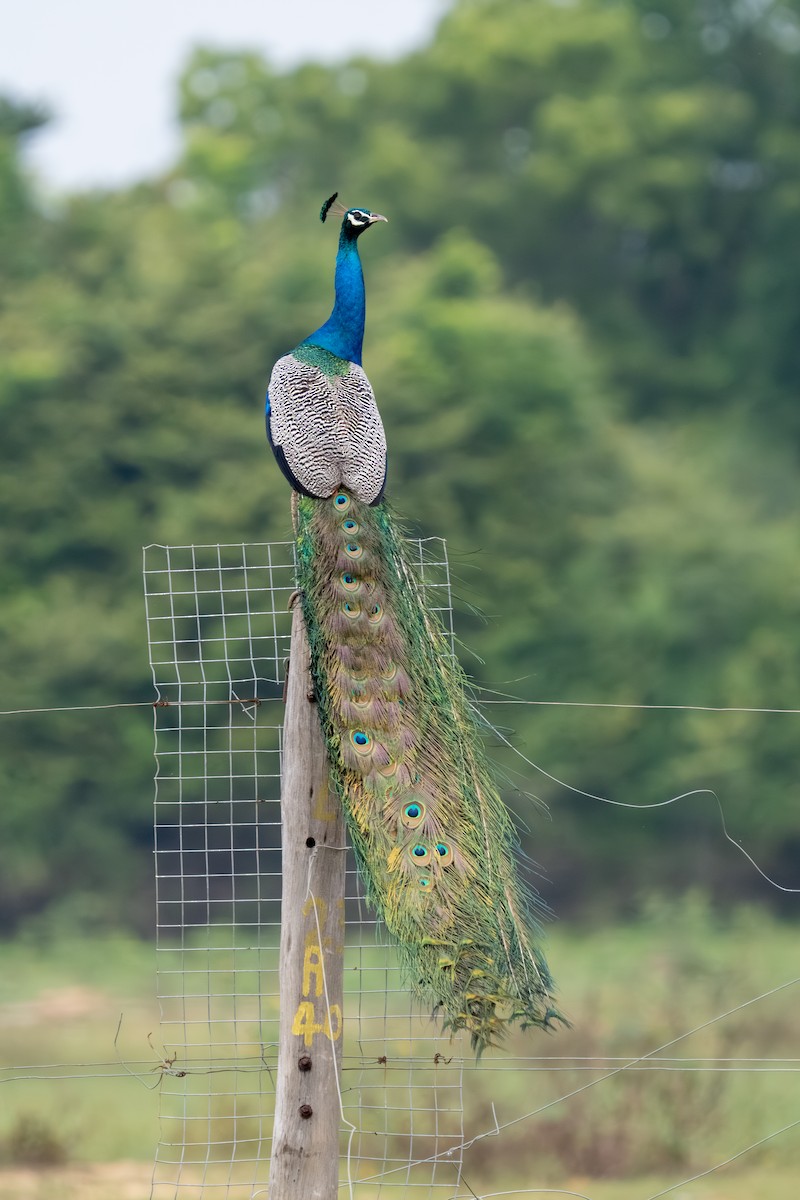 Павич чубатий - ML647674393