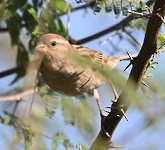 Горобець хатній - ML647674394