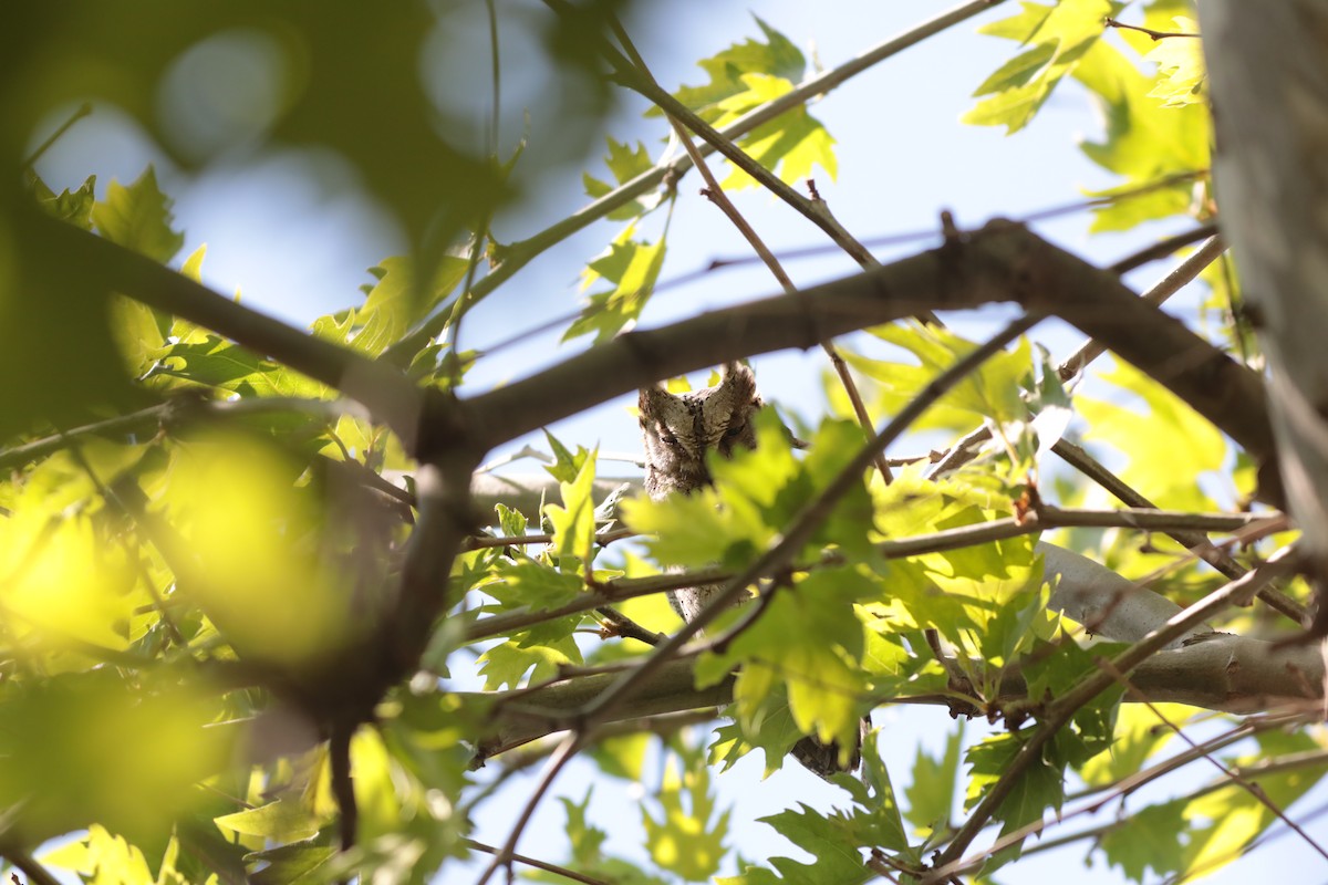 Сплюшка євразійська - ML647674395