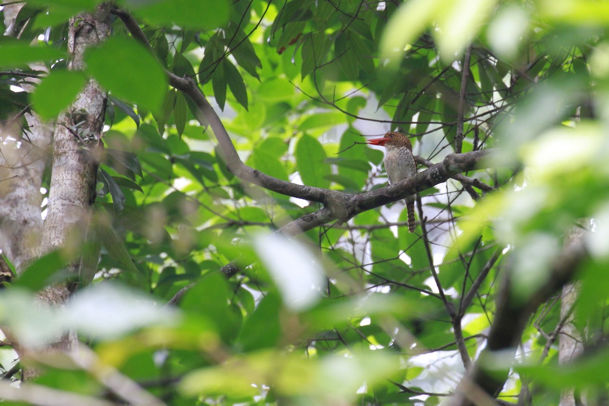 Альціон смугастий - ML647674396