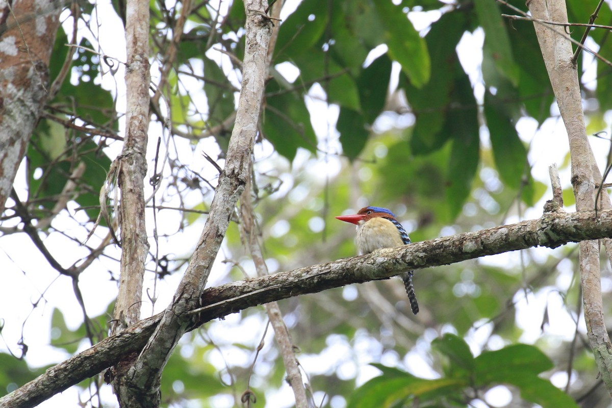 Альціон смугастий - ML647674397