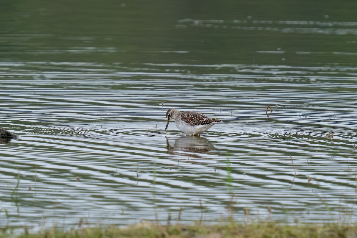Коловодник болотяний - ML647674404