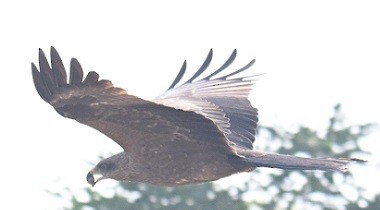 Шуліка чорний - ML647674405