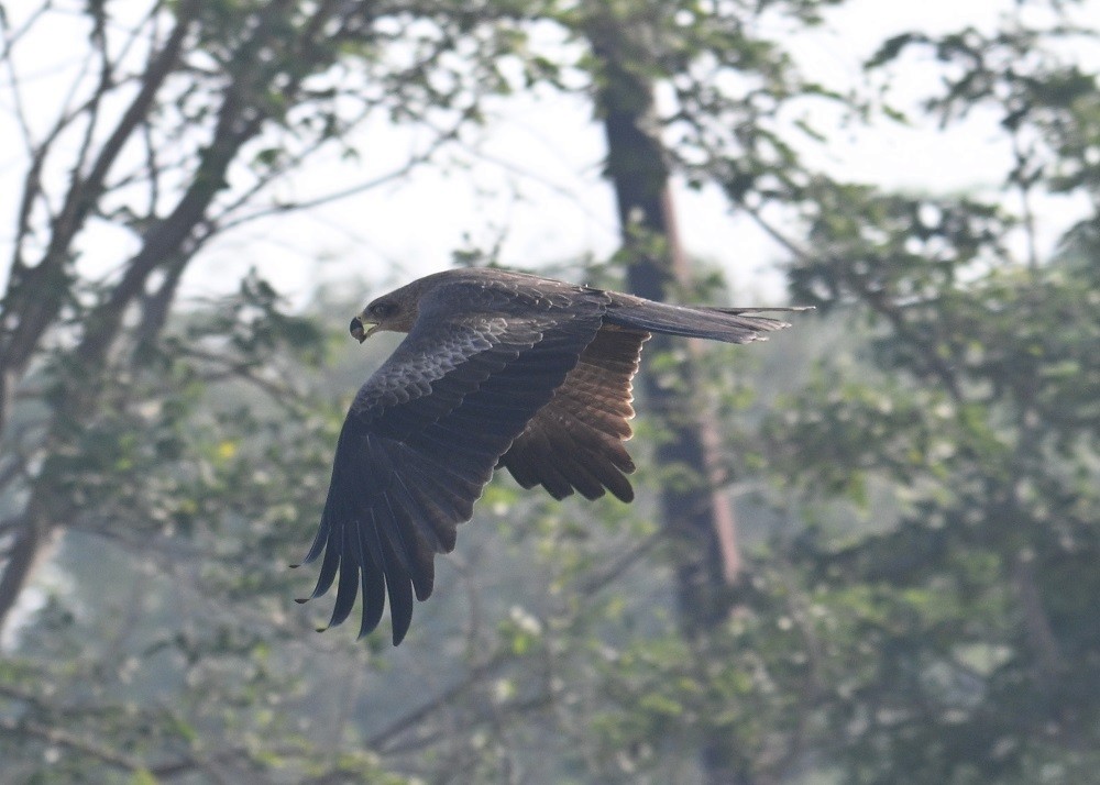 Шуліка чорний - ML647674406