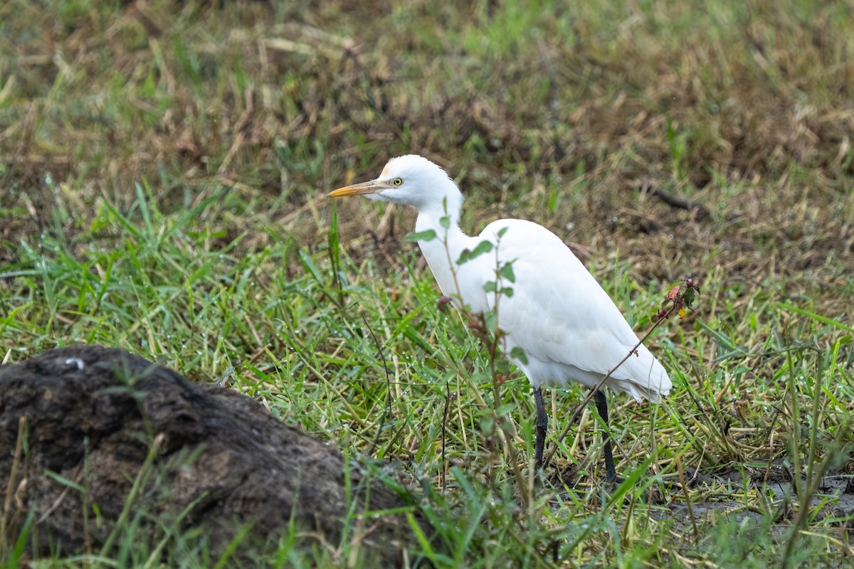 Чапля єгипетська східна - ML647674407