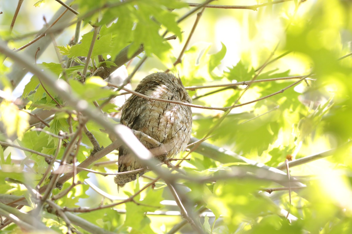 Сплюшка євразійська - ML647674408